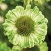 Echinacea SunSeekers® Apple Green Coneflower