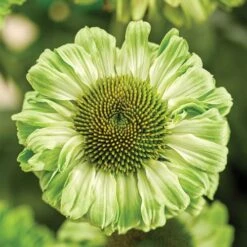 Echinacea SunSeekers® Apple Green Coneflower