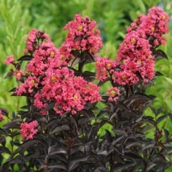 Lagerstroemia Center Stage® Coral Crapemyrtle