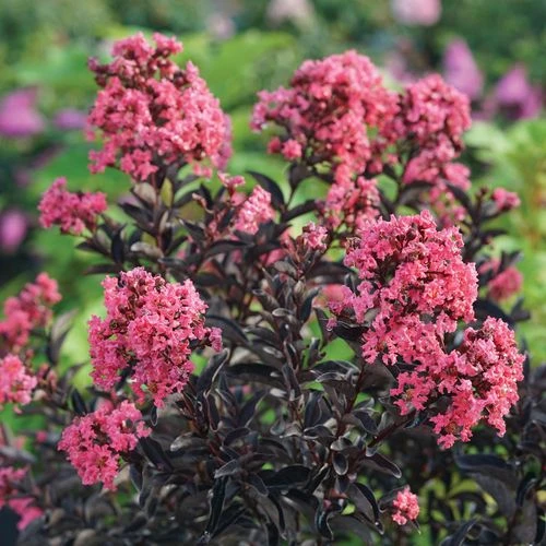 Lagerstroemia Center StageĀ® Coral Crapemyrtle - Image 2