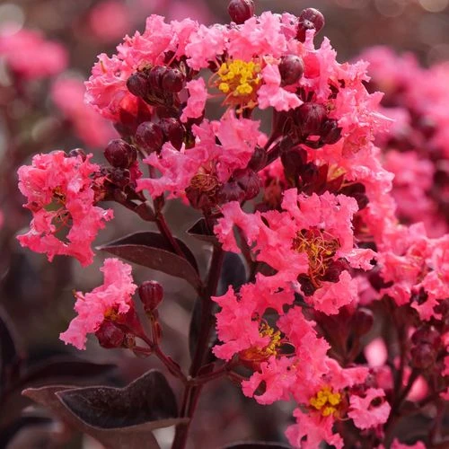 Lagerstroemia Center StageĀ® Coral Crapemyrtle - Image 4