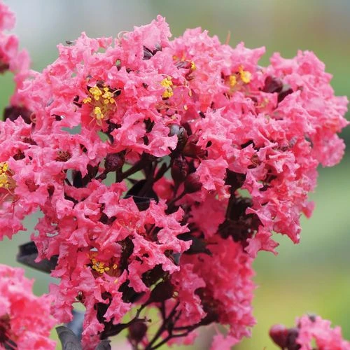 Lagerstroemia Center StageĀ® Coral Crapemyrtle - Image 5