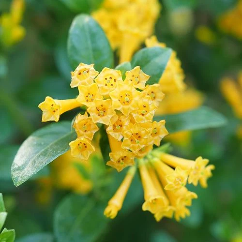 Cestrum Juiced™ Orange Jessamine