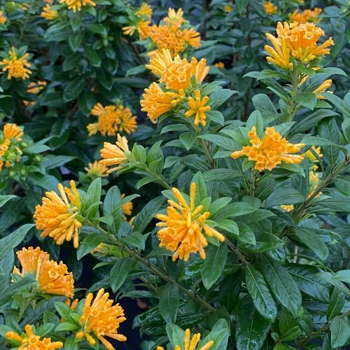Cestrum Juiced™ Orange Jessamine - Image 2