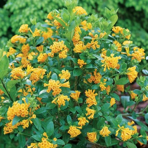 Cestrum Juiced™ Orange Jessamine - Image 3