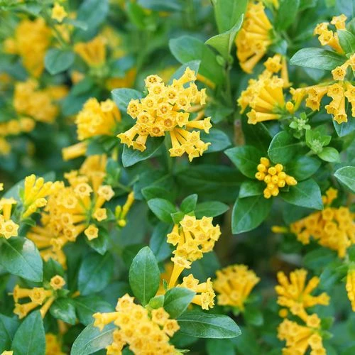 Cestrum Juiced™ Orange Jessamine - Image 4
