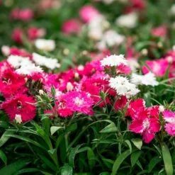 Dianthus Sugar N' Spice