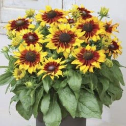 Rudbeckia Echibeckia™ Summerina® Sizzling Sunset™