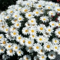 Leucanthemum 'Snow Cap'