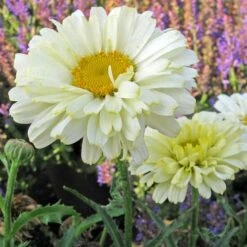 Leucanthemum 'Real Dream'
