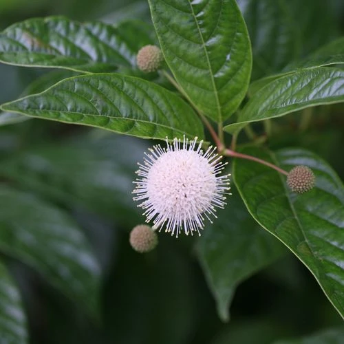 Cephalanthus Sugar Shack® Dwarf Buttonbush - Image 2