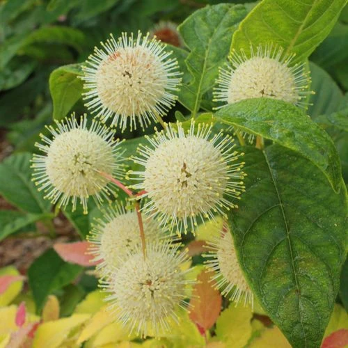 Cephalanthus Sugar Shack® Dwarf Buttonbush - Image 3