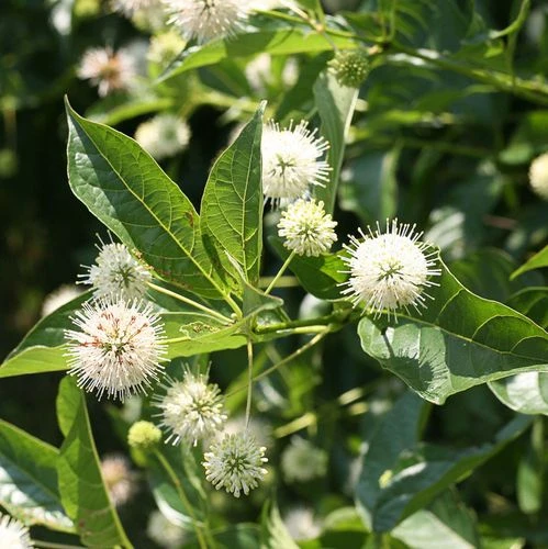 Cephalanthus Sugar Shack® Dwarf Buttonbush - Image 5
