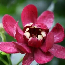 Calycanthus 'Aphrodite' Sweetshrub