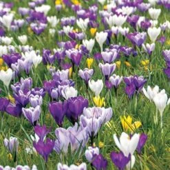 Delft Blue Blend Crocus Bulbs