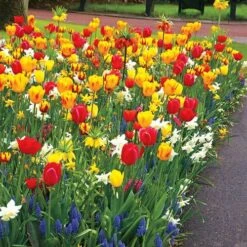 Sunbeam Mix Tulip And Daffodil Bulbs