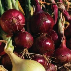 Red Wing Hybrid Onion Sets