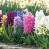 Border Mix Hyacinth Bulbs