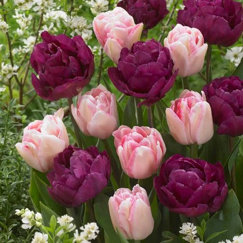 Ballroom Blossoms Mix Tulip Bulbs