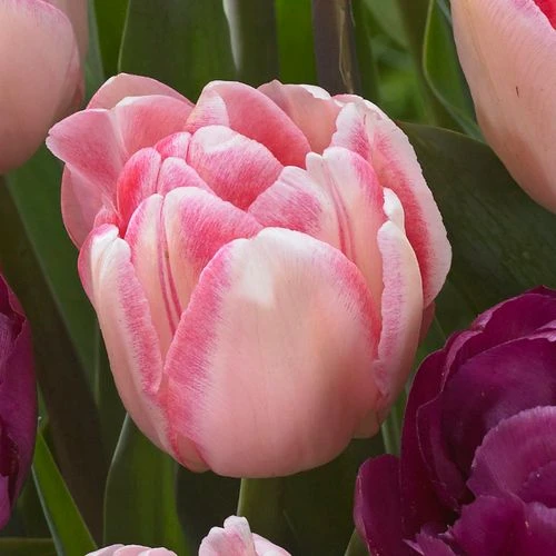 Ballroom Blossoms Mix Tulip Bulbs - Image 2
