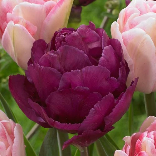 Ballroom Blossoms Mix Tulip Bulbs - Image 3
