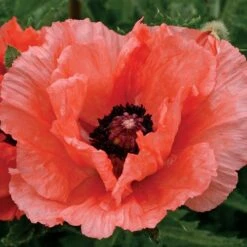 'Double Pleasure' Oriental Poppy