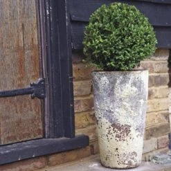 Sweet Bay Laurel Shrub