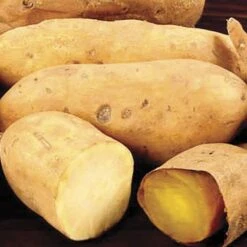 White Yam Sweet Potato Slips