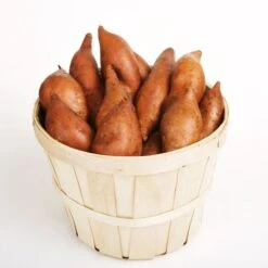 Vineless Puerto Rico Sweet Potato Slips