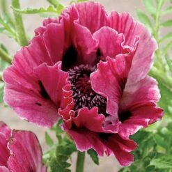Harlem Oriental Poppy