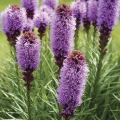'Kobold Original' Blazing Star Bulbs