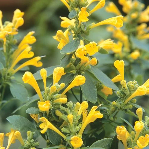 Arizona™ Sun Hummingbird Mint Seeds - Image 2