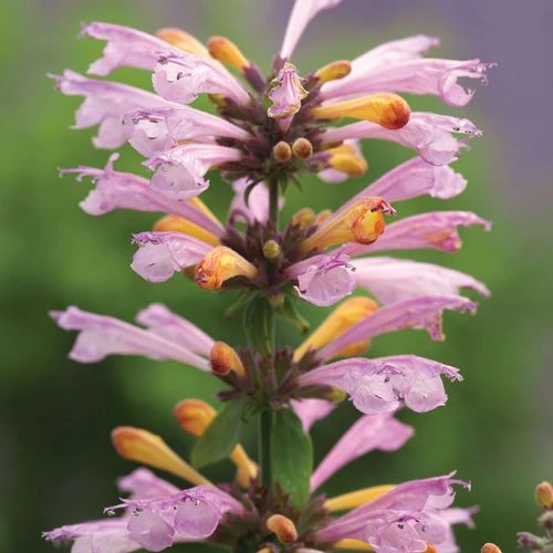 Arizona™ Sunset Hummingbird Mint Seeds - Image 2