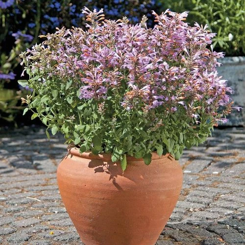 Arizona™ Sunset Hummingbird Mint Seeds - Image 3