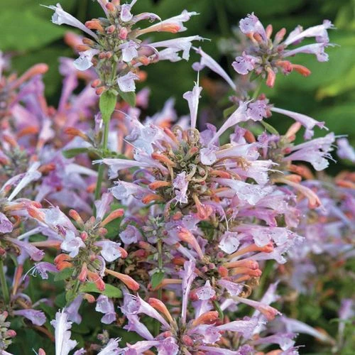 Arizona™ Sunset Hummingbird Mint Seeds - Image 4