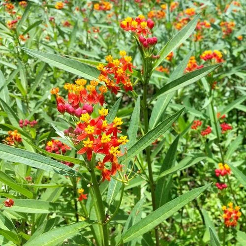 Tropical Butterfly Weed Seeds - Image 2