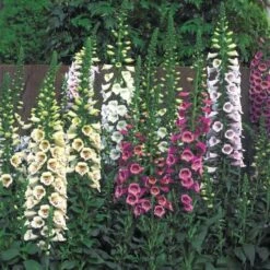 Camelot™ Mix Hybrid Foxglove Seeds
