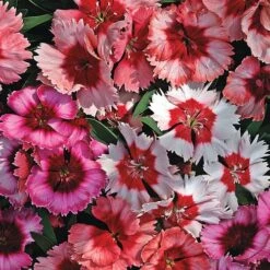 Super Parfait™ Mix Dianthus Seeds