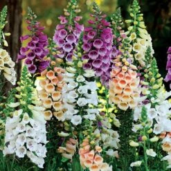 Dalmatian Mix Digitalis Seeds