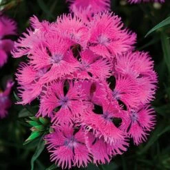 Rockin'™ Purple Dianthus Seeds