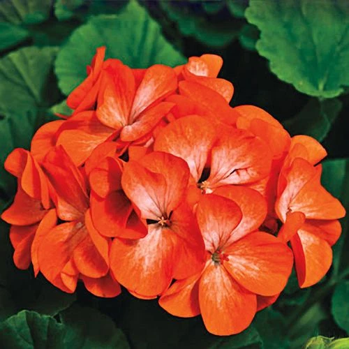 Pintoâ„¢ Premium Orange Geranium Seeds