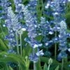 Fairy Queen Salvia Seeds