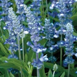 Fairy Queen Salvia Seeds