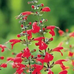 Summer Jewelâ„¢ Red Salvia Seeds