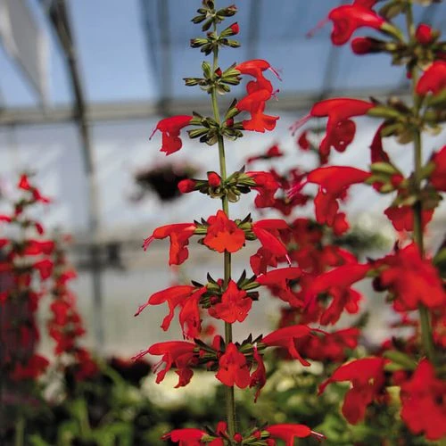 Summer Jewel™ Red Salvia Seeds - Image 2