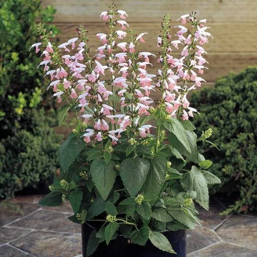 Summer Jewel™ Pink Salvia Seeds - Image 2