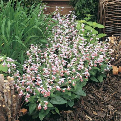 Summer Jewel™ Pink Salvia Seeds - Image 3