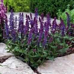 New Dimension™ Blue Salvia Seeds