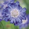 Fama® Deep Blue Pincushion Flower Seeds