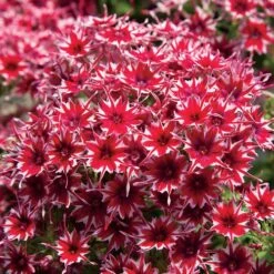 Popstars™ Red Phlox Seeds